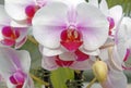 red and white Phalaenopsis Orchids or moth orchids and buds in Spring