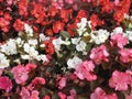 Red, white and pink begonias Royalty Free Stock Photo