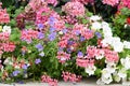Red, white and pink geraniums in a rustic planter.