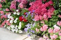 Red, white and pink geraniums in a rustic planter.