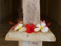 Red, white and pink hibiscus or gumamela flowers in a spa