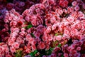 Red white and pink Roses in the garden Royalty Free Stock Photo