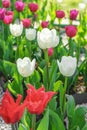 Red, white and pink tulips flowers with green leaves blooming in a meadow, park, flowerbed Royalty Free Stock Photo
