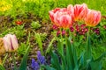 Red and white, pink and yellow tulips Royalty Free Stock Photo