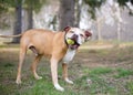 A Pit Bull Terrier mixed breed dog holding a ball in its mouth Royalty Free Stock Photo