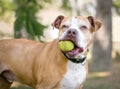 A Pit Bull Terrier mixed breed dog holding a ball in its mouth Royalty Free Stock Photo