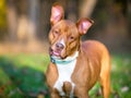 A red and white Pit Bull Terrier mixed breed dog with large ears, listening with a head tilt