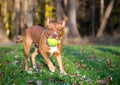 A red and white Pit Bull Terrier mixed breed dog playing with a ball Royalty Free Stock Photo