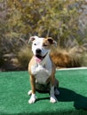 Red and White Pitbull sitting on the dock