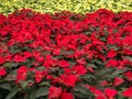 Red and white poinsettia Christmas flowers