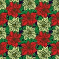 Red and white poinsettia on dark blue background Royalty Free Stock Photo