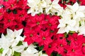 Red and white poinsettias. Royalty Free Stock Photo