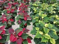 Red and white poinsettias growing side by side in a greenhouse Royalty Free Stock Photo