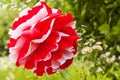 Red and white pompon and flowers