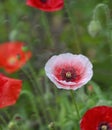 Pretty Poppy Flower Amongst Poppies