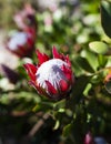 Red and white protea bloom Royalty Free Stock Photo