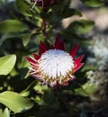 Red and white protea bloom Royalty Free Stock Photo