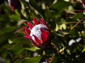 Red and white protea bloom Royalty Free Stock Photo