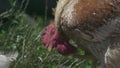 Red and white rooster scratching his head