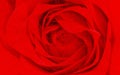 Red white rose abstract wavy textured background. grunge distorted decay texture background wallpaper. Royalty Free Stock Photo