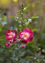 Red-white rose blooming in the garden. Floral background Royalty Free Stock Photo