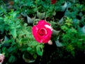 Red White Rose Blooming Royalty Free Stock Photo