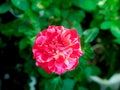 Red White Rose Blooming Royalty Free Stock Photo