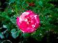 Red White Rose Blooming Royalty Free Stock Photo