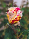 Red and white rose close up. Two colored rose. Red Spotted rose in the garden. Royalty Free Stock Photo