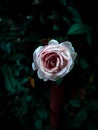 Red and white rose darck green begrund
