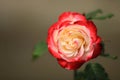 Red white rose flower on background blurry leaf in the garden of roses,Delicate beauty of close-up rose Royalty Free Stock Photo