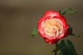 Red white rose flower on background blurry leaf in the garden of roses,Delicate beauty of close-up rose Royalty Free Stock Photo