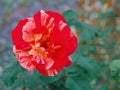 Red and white rose flower bloom on a background of blurry green leaves in a roses garden. Royalty Free Stock Photo