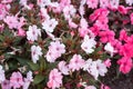 Red, white and rose garden flowers on green leaves background