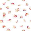 Red And White Rose Petals