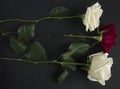 Red and white roses on black background