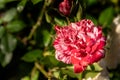 Red white roses. Bush in the garden. Rosebud. Summer flower petals. Rose in nature. Branch and leaves. Royalty Free Stock Photo