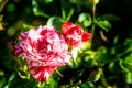 Red white roses. Bush in the garden. Rosebud. Summer flower petals. Rose in nature. Branch and leaves. Royalty Free Stock Photo