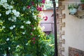 Red and white roses bushes near house. yard with flower garden Royalty Free Stock Photo