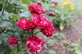 Red and white roses decoration of our garden Royalty Free Stock Photo