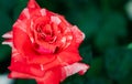 red and white roses in garden background. Top view and copy space flower Royalty Free Stock Photo