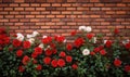 Red and white roses in the garden with red brick wall background Royalty Free Stock Photo