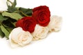 Red and white roses isolated Royalty Free Stock Photo