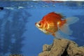 Red and White Ryukin Goldfish 606625 Royalty Free Stock Photo