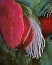 Red and White Sea Anemone