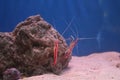 Red and white shrimps in a marine fish tank