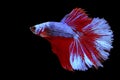 Beautiful movement of red blue Betta fish, Rhythmic close up of Siamese fighting fish, Betta splendens, Halfmoon betta of Thailand Royalty Free Stock Photo