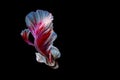 Red Siamese Fighting fish. The moving moment beautiful of betta fish in Thailand isolated on black background Royalty Free Stock Photo