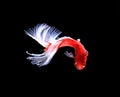 Red and white siamese fighting fish halfmoon , betta fish isolated on black background.. Royalty Free Stock Photo