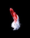 Red and white siamese fighting fish halfmoon , betta fish isolated on black background.. Royalty Free Stock Photo